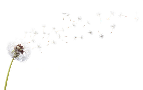 たんぽぽの種」の写真素材 | 358,959件の無料イラスト画像 | Adobe Stock