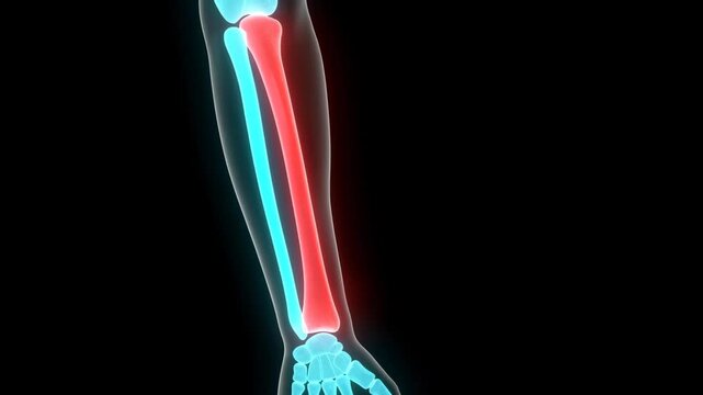 3D medical animation of a rotating human radius bone. Glowing blue neon skeletal forearm with the radius highlighted in red in a futuristic X-ray style.
