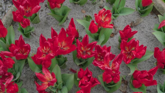Vibrant red tulips blooming in sandy soil