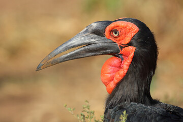Kaffernhornrabe / Southern ground hornbill / Bucorvus leadbeateri © Ludwig