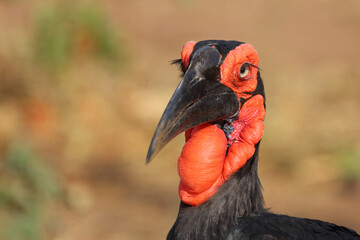 Kaffernhornrabe / Southern ground hornbill / Bucorvus leadbeateri © Ludwig