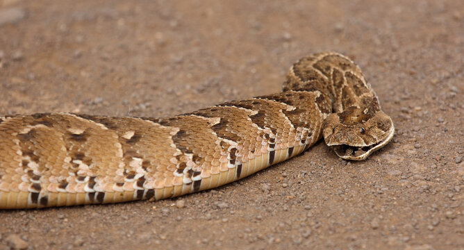 Puffotter / Puff adder / Bitis arietans arietans