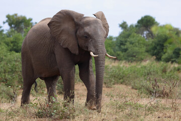 Fototapeta premium Afrikanischer Elefant / African elephant / Loxodonta africana