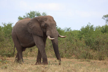 Fototapeta premium Afrikanischer Elefant / African elephant / Loxodonta africana