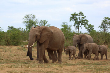 Obraz premium Afrikanischer Elefant / African elephant / Loxodonta africana