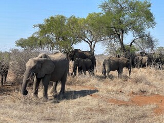 Fototapeta premium Elephants at Kruger National Park, South Africa