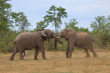 Fototapeta premium Afrikanischer Elefant / African elephant / Loxodonta africana