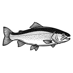 Naklejka premium An illustration of a large trout fish with spots swimming in water