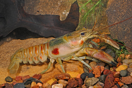 Rusty crayfish, Faxonius rusticus