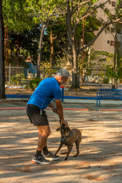 Active senior man training Belgian Malinois dog with tug toy in outdoor park