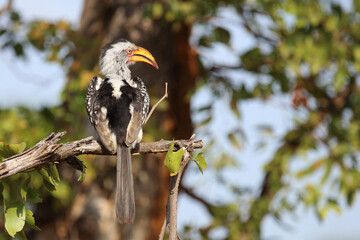 Rotringtoko oder Südlicher Gelbschnabeltoko / Southern yellow-billed hornbill / Tockus leucomelas © Ludwig
