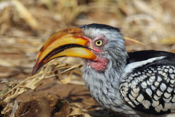 Rotringtoko oder Südlicher Gelbschnabeltoko / Southern yellow-billed hornbill / Tockus leucomelas © Ludwig