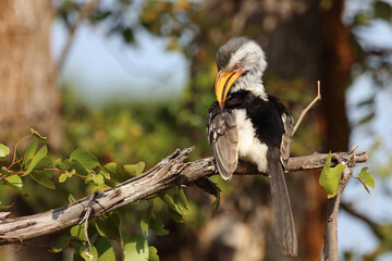 Rotringtoko oder Südlicher Gelbschnabeltoko / Southern yellow-billed hornbill / Tockus leucomelas © Ludwig