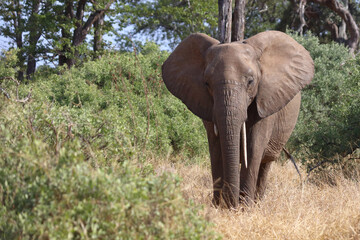 Fototapeta premium Afrikanischer Elefant / African elephant / Loxodonta africana