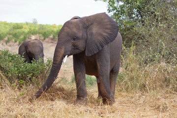 Fototapeta premium Afrikanischer Elefant / African elephant / Loxodonta africana