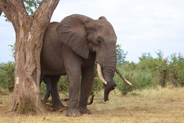Obraz premium Afrikanischer Elefant / African elephant / Loxodonta africana
