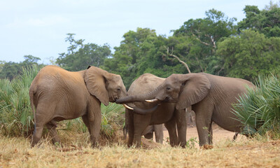 Fototapeta premium Afrikanischer Elefant / African elephant / Loxodonta africana