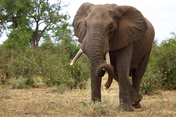 Obraz premium Afrikanischer Elefant / African elephant / Loxodonta africana