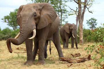 Fototapeta premium Afrikanischer Elefant / African elephant / Loxodonta africana