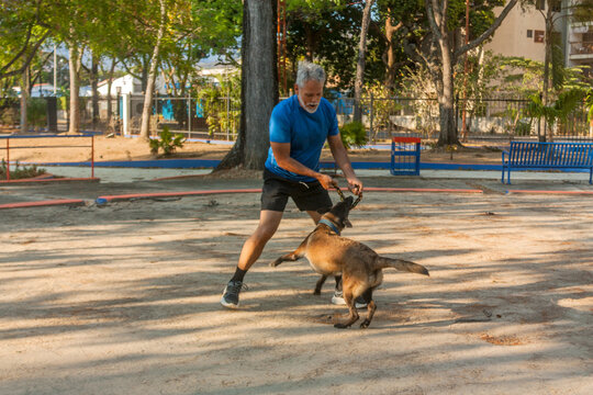 Active senior man training Belgian Malinois dog with tug toy in outdoor park