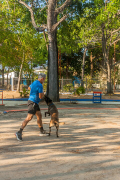 Active senior man training Belgian Malinois dog with tug toy in outdoor park