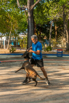 Active senior man training Belgian Malinois dog with tug toy in outdoor park