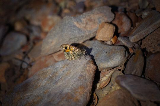 Wall Brown butterfly (Lasiommata megera) resting on stones in natural habitat