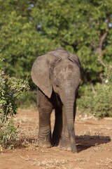 Fototapeta premium Afrikanischer Elefant / African elephant / Loxodonta africana