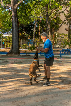 Active senior man training Belgian Malinois dog with tug toy in outdoor park