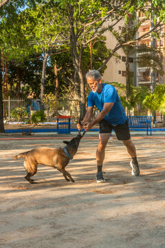 Active senior man training Belgian Malinois dog with tug toy in outdoor park