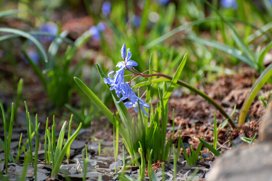 scilla siberica  flowers  wild blue plants,