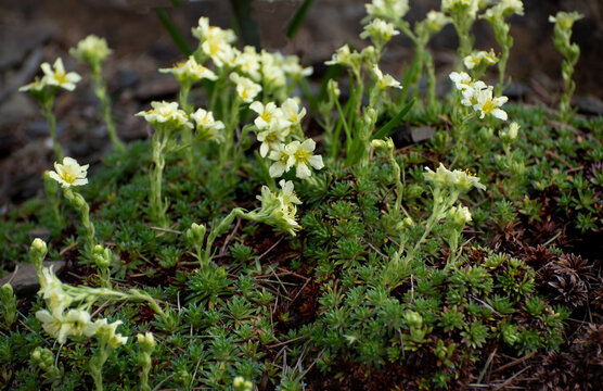 Saxifragaceae is a family of herbaceous perennial flowering plants
