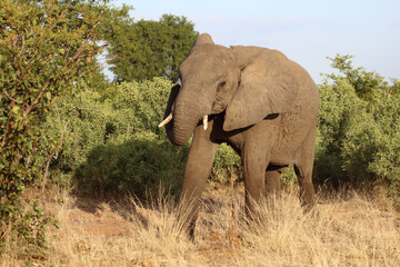 Fototapeta premium Afrikanischer Elefant / African elephant / Loxodonta africana