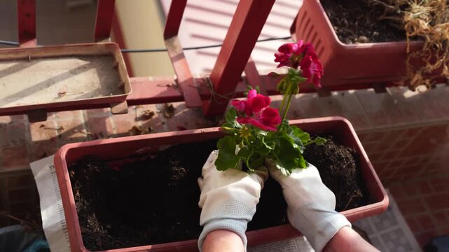 A woman planting flowers in a flower pot on a terrace in spring