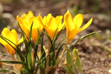 Fototapeta premium Bright yellow crocuses in the spring sunshine; a close-up view of golden crocuses blooming in the garden