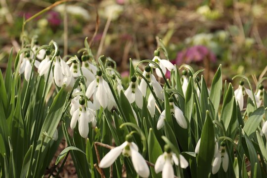 Close-up of white snowdrops in a spring garden; Galanthus nivalis blooming in the early spring sunshine