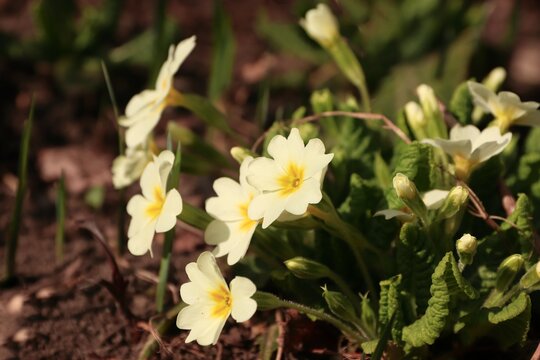 A clump of yellow primroses in a spring garden; Primula vulgaris in bloom with buds against the backdrop of the ground