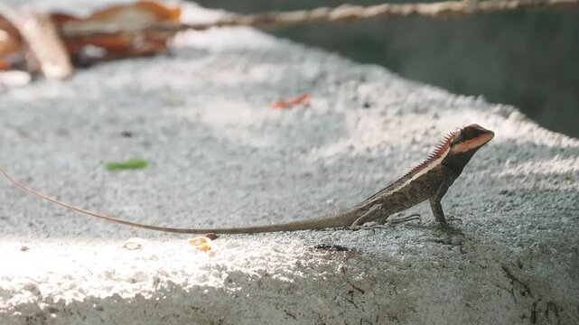 Garden lizard in the forest.	
