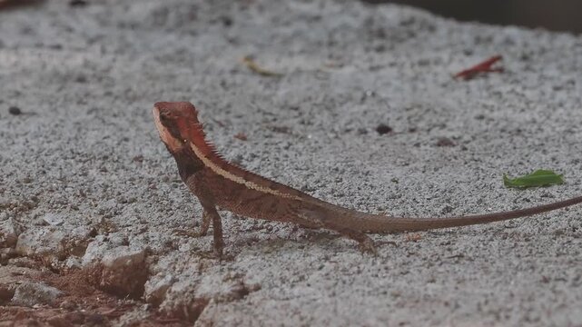 Garden lizard in the forest.	
