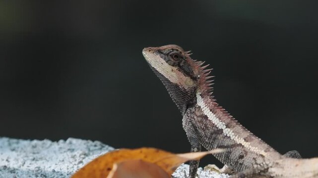 Garden lizard in the forest.