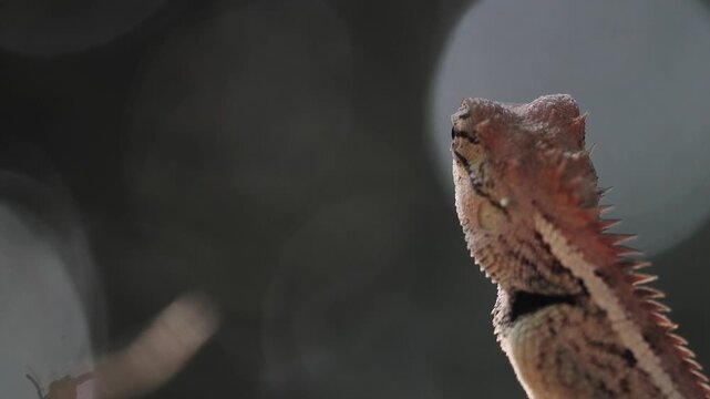 Garden lizard in the forest.