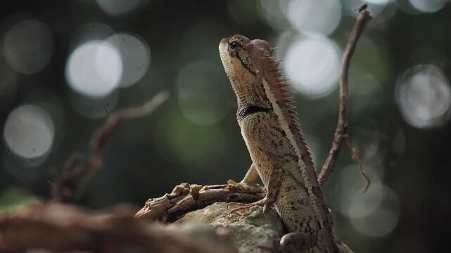 Garden lizard in the forest.
