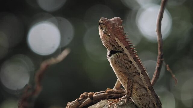 Garden lizard in the forest.