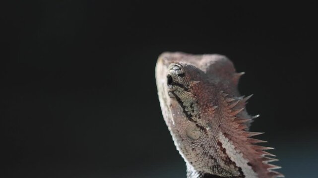 Garden lizard in the forest.