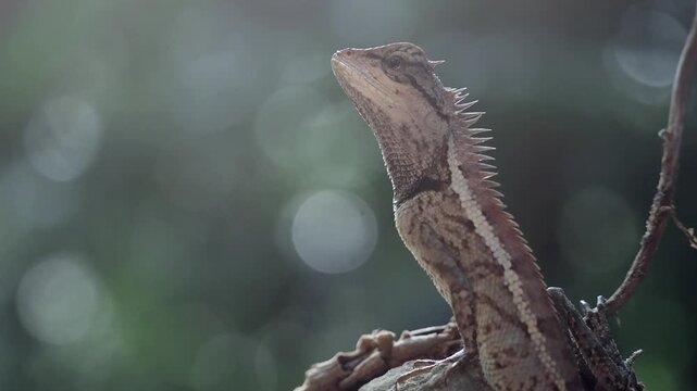 Garden lizard in the forest.	
