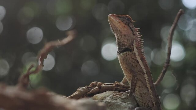 Garden lizard in the forest.