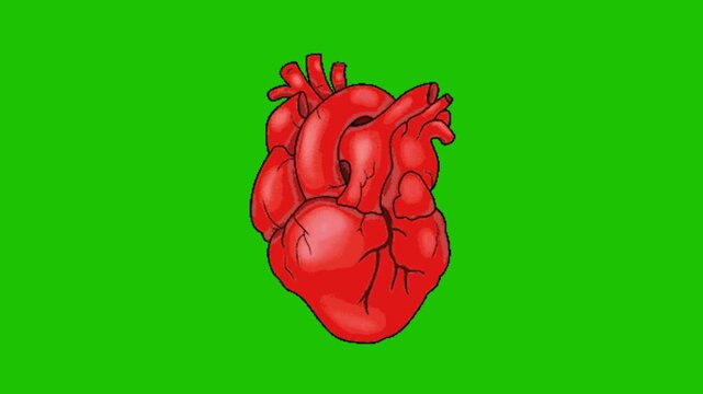 human heart anatomy on green screen