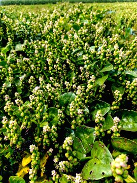 Tiny White Flowers and Green Berries of Basella alba (Ceylon Spinach) Plant