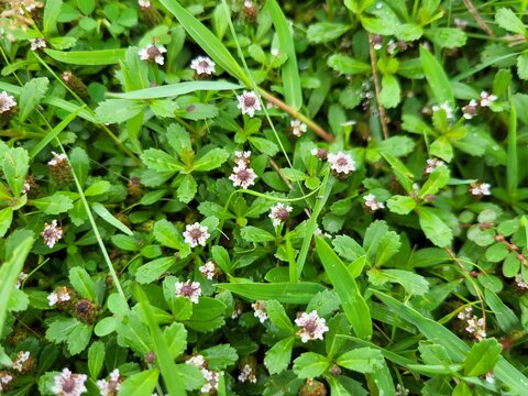 Phyla nodiflora, commonly known as lippia, kurapia, and frogfruit, is a species of flowering plant in the family Verbenaceae