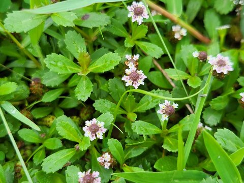 Phyla nodiflora, commonly known as lippia, kurapia, and frogfruit, is a species of flowering plant in the family Verbenaceae